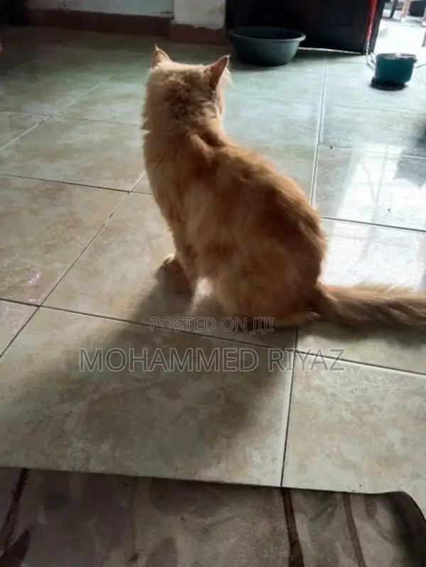 Persian Cat ( Ginger Male)
