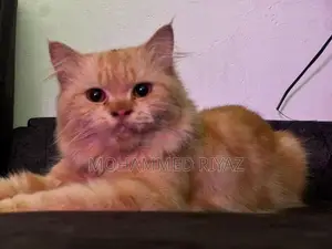 Persian Cat ( Ginger Male)