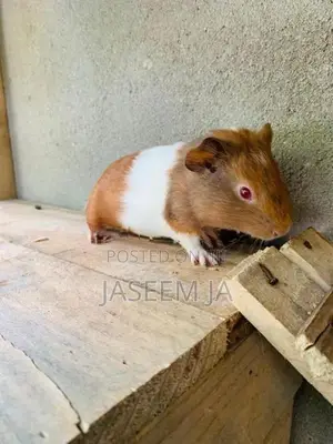 Guinea Pigs