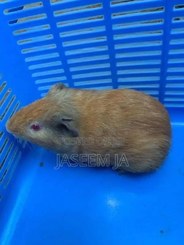 Guinea Pigs