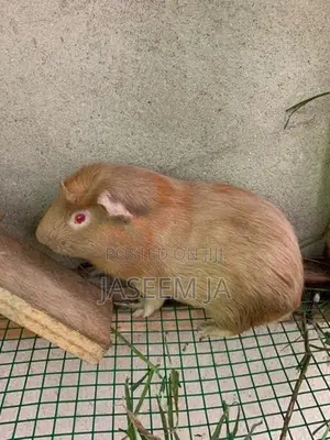 Guinea Pigs
