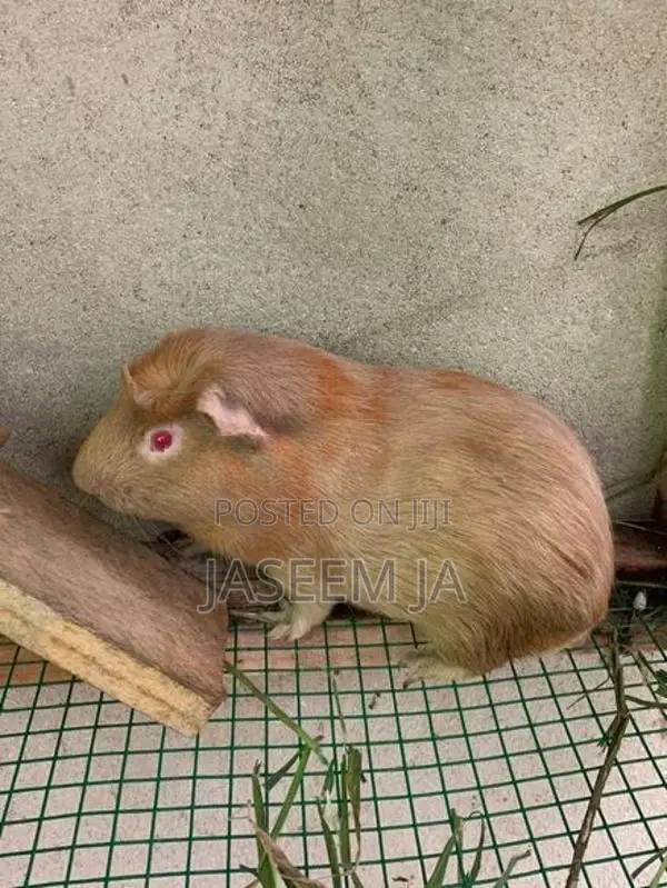 Guinea Pigs