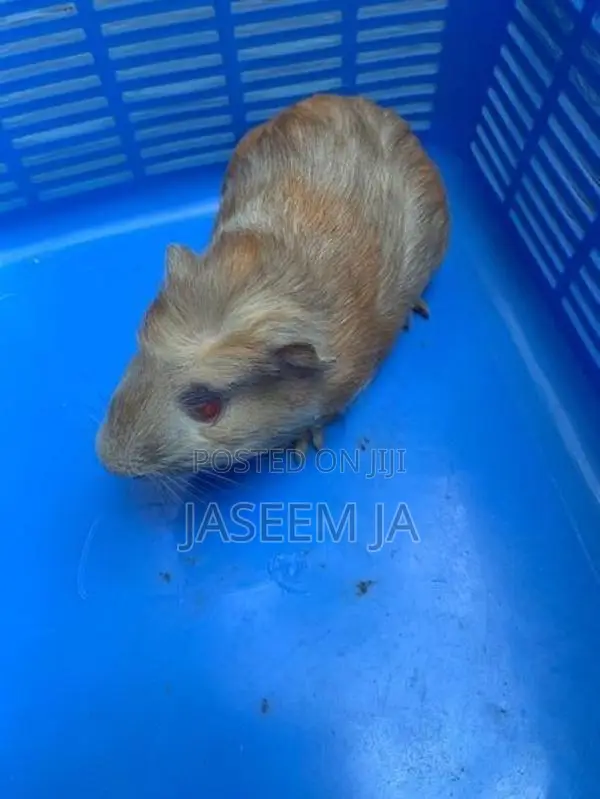 Guinea Pigs