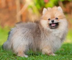 Teacup Pomeranian Puppy