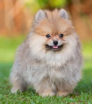 Teacup Pomeranian Puppy