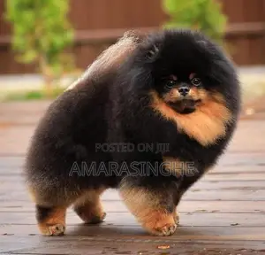 Teacup Pomeranian Puppy