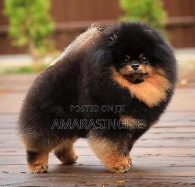 Teacup Pomeranian Puppy
