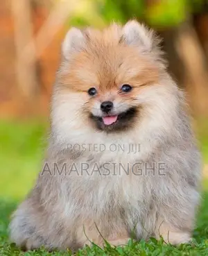 Teacup Pomeranian Puppy