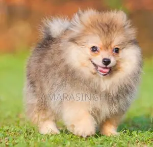Teacup Pomeranian Puppy