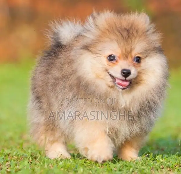 Teacup Pomeranian Puppy