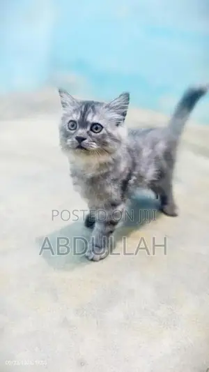 Persian Kittens