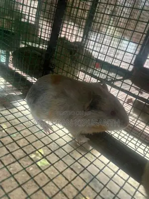 Guinea Pigs