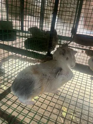 Guinea Pigs
