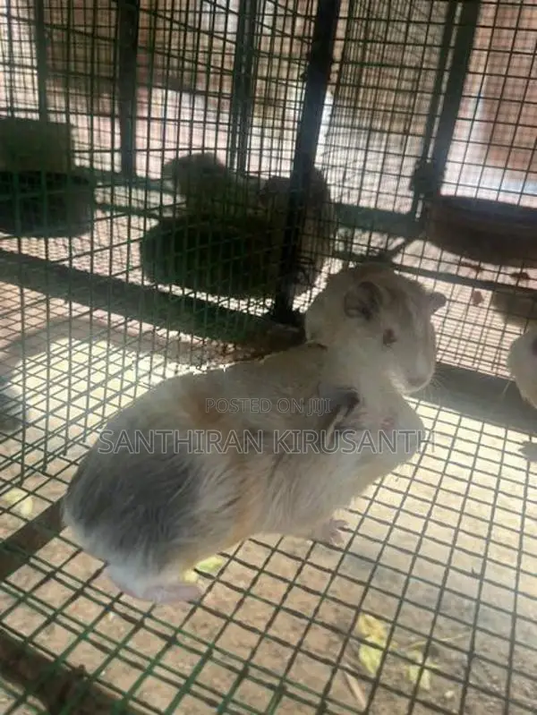 Guinea Pigs