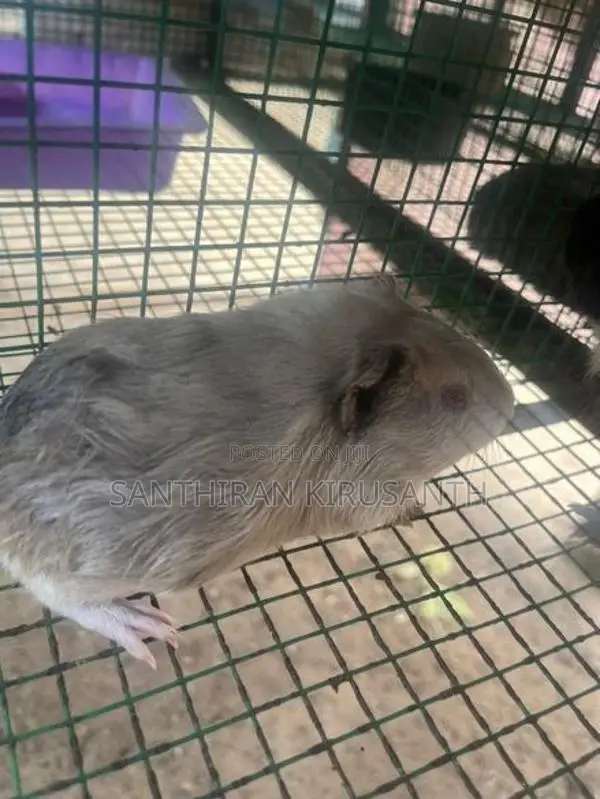 Guinea Pigs