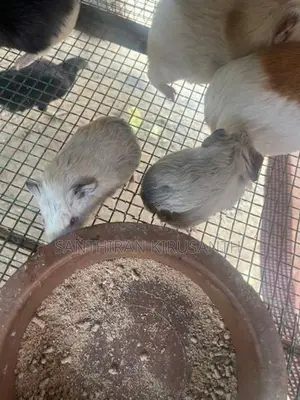 Guinea Pigs