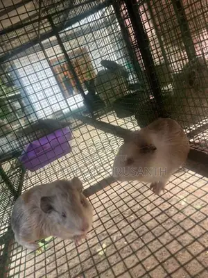 Guinea Pigs