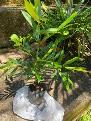 ක්‍රිස්ටිනා සහ පාම්ස් පැල
