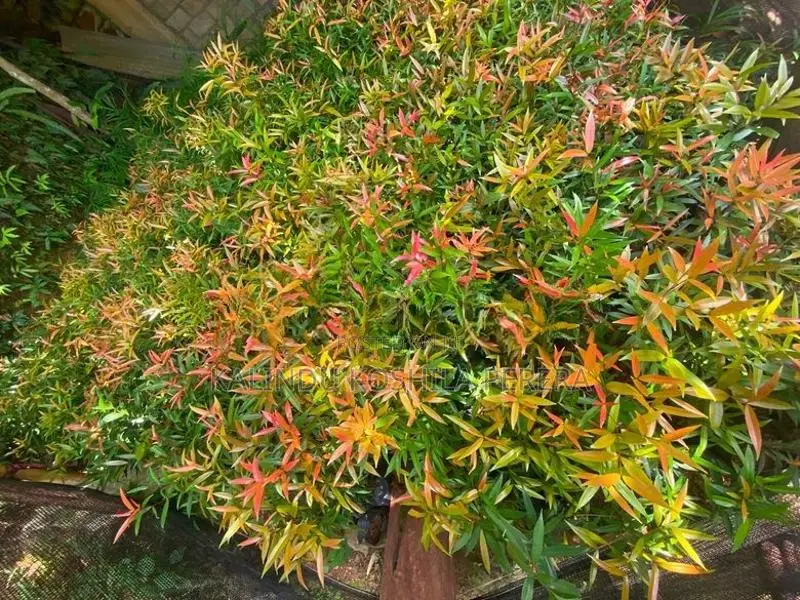 ක්‍රිස්ටිනා සහ පාම්ස් පැල
