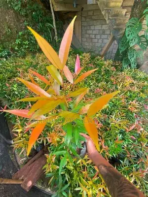 ක්‍රිස්ටිනා සහ පාම්ස් පැල