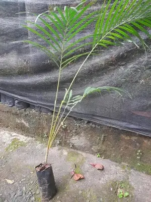 ක්‍රිස්ටිනා සහ පාම්ස් පැල