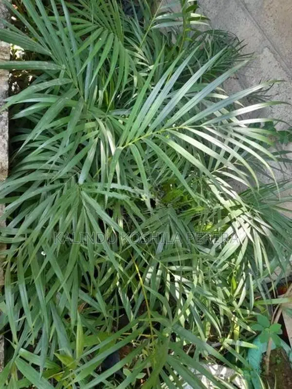 ක්‍රිස්ටිනා සහ පාම්ස් පැල