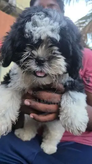 Shitzhu Puppy