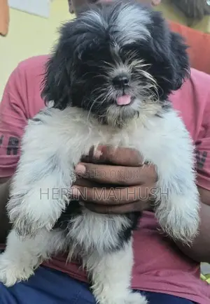 Shitzhu Puppy