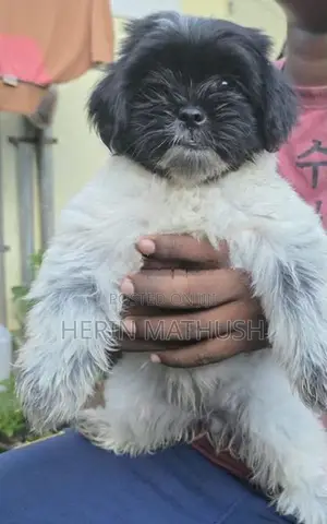 Shitzhu Puppy