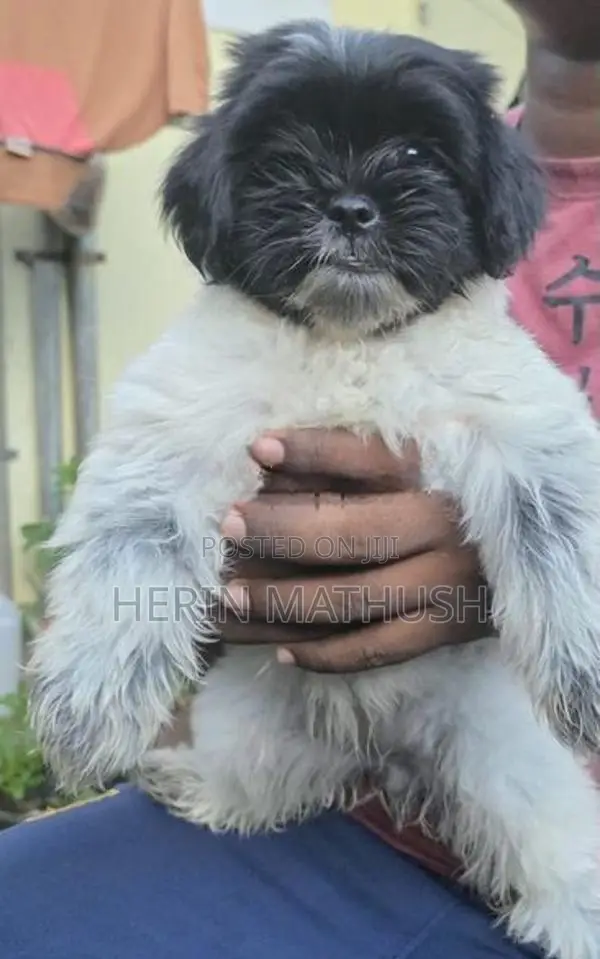 Shitzhu Puppy