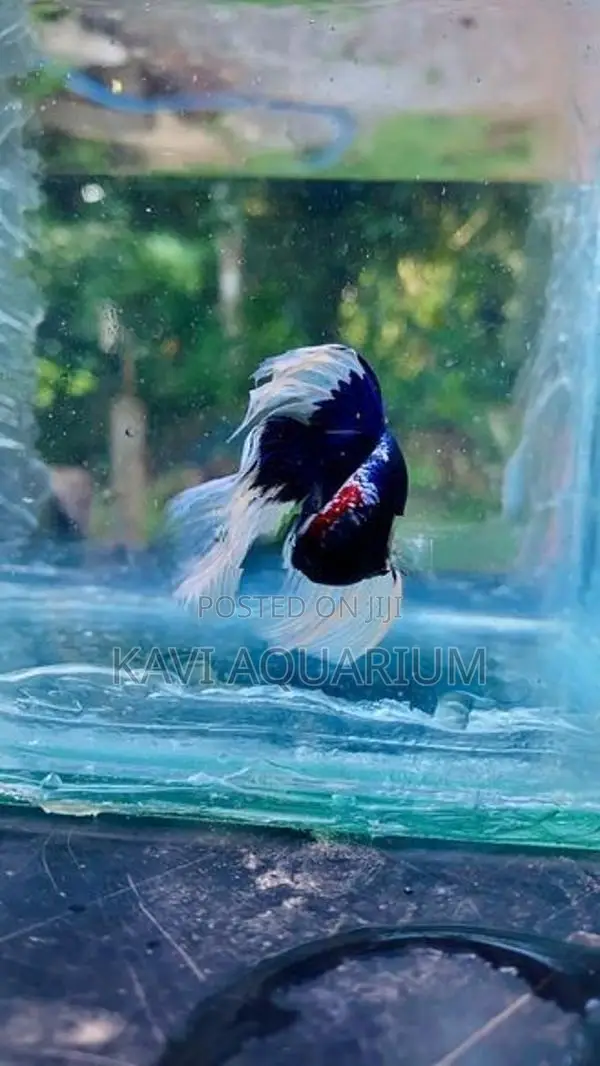 Fighter Fish ( Betta )