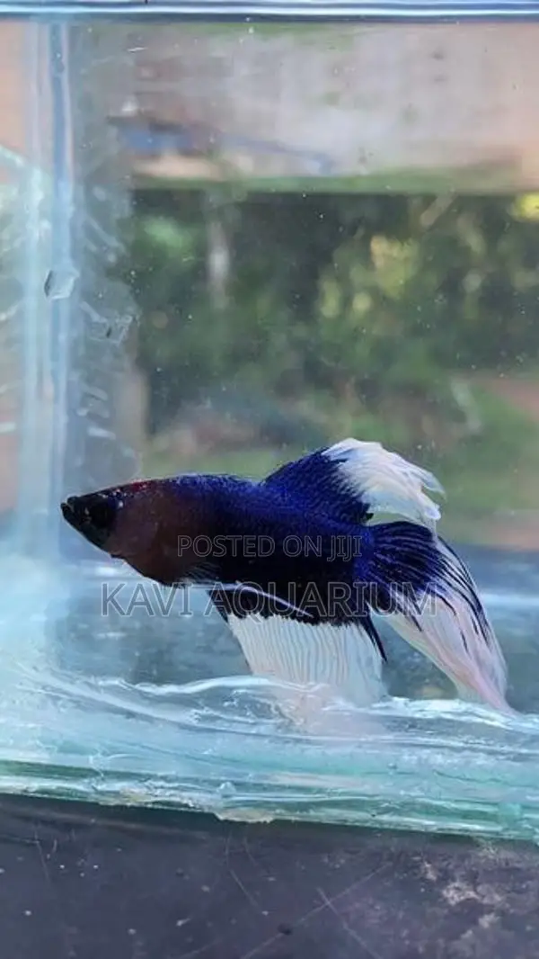 Fighter Fish ( Betta )