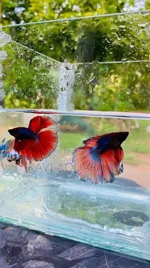 Fighter Fish ( Betta )
