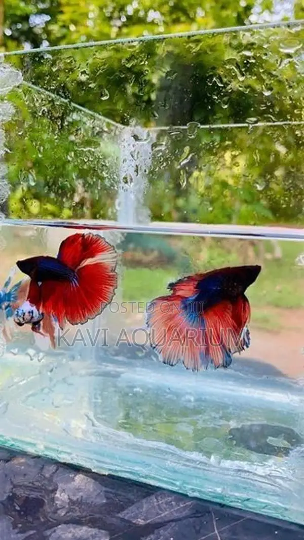 Fighter Fish ( Betta )
