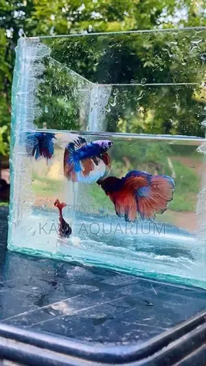 Fighter Fish ( Betta )