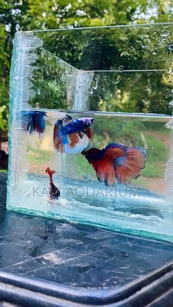Fighter Fish ( Betta )