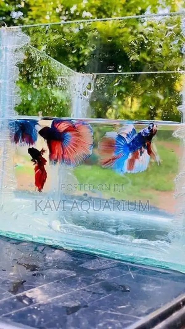 Fighter Fish ( Betta )