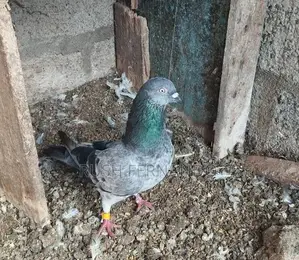 Pigeons