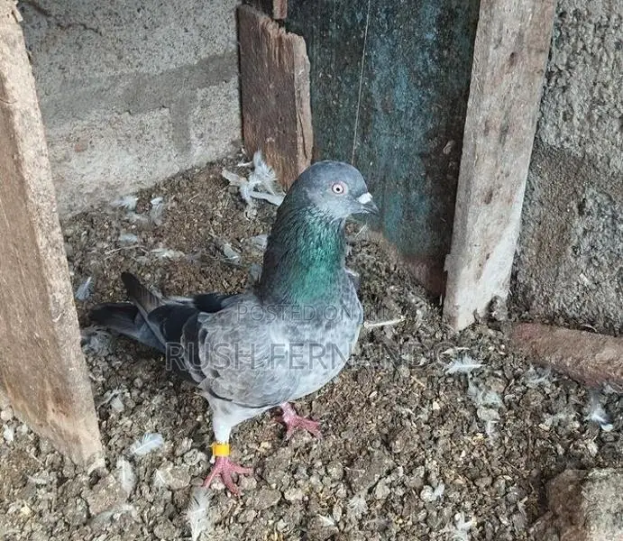 Pigeons