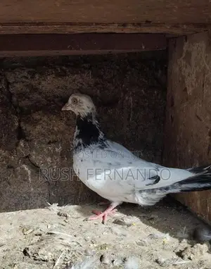 Pigeons