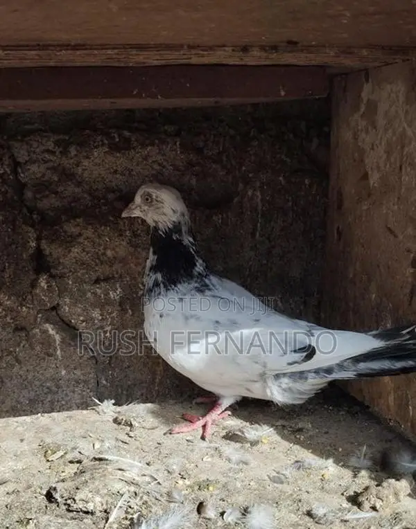 Pigeons
