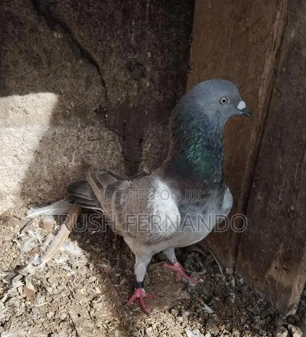 Pigeons