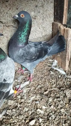 Pigeons