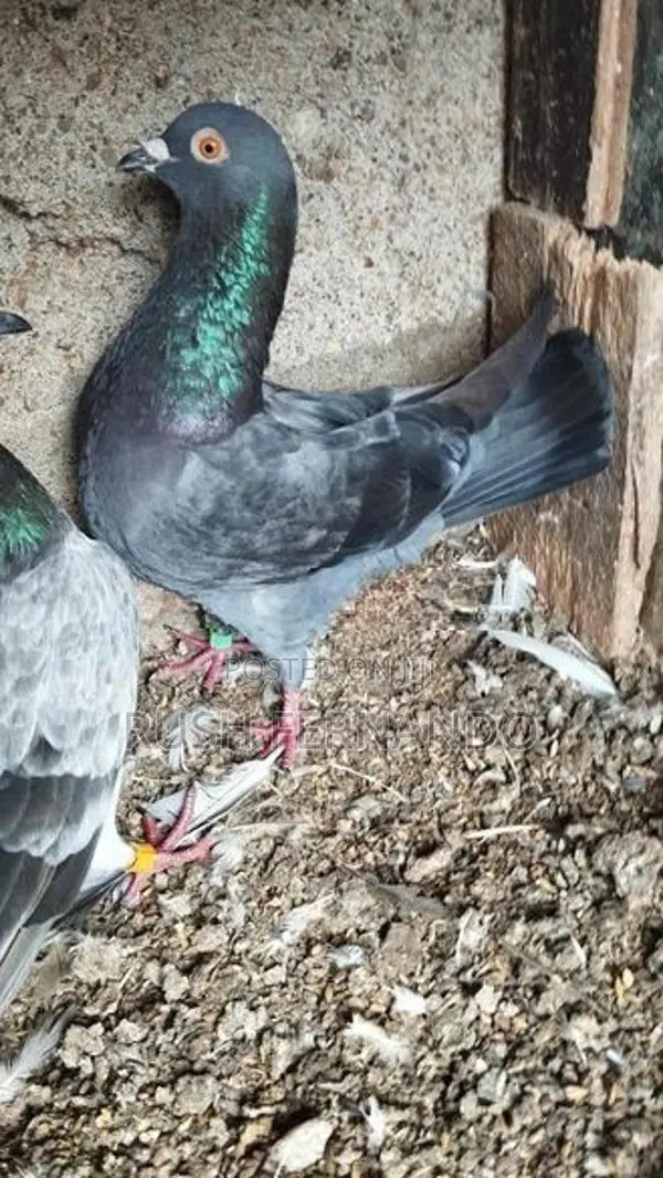 Pigeons