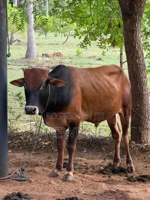 Male Cow