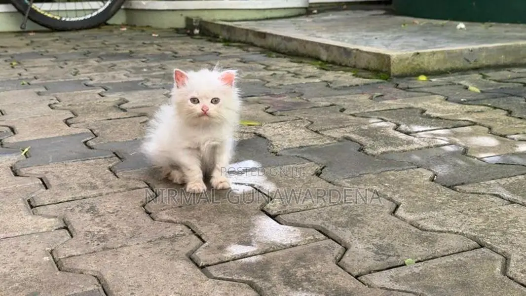 Persian Kitten