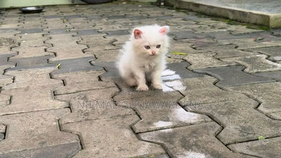 Persian Kitten