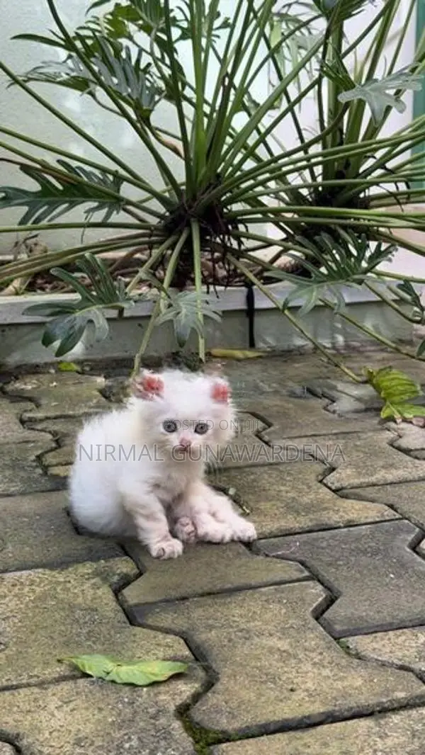 Persian Kitten