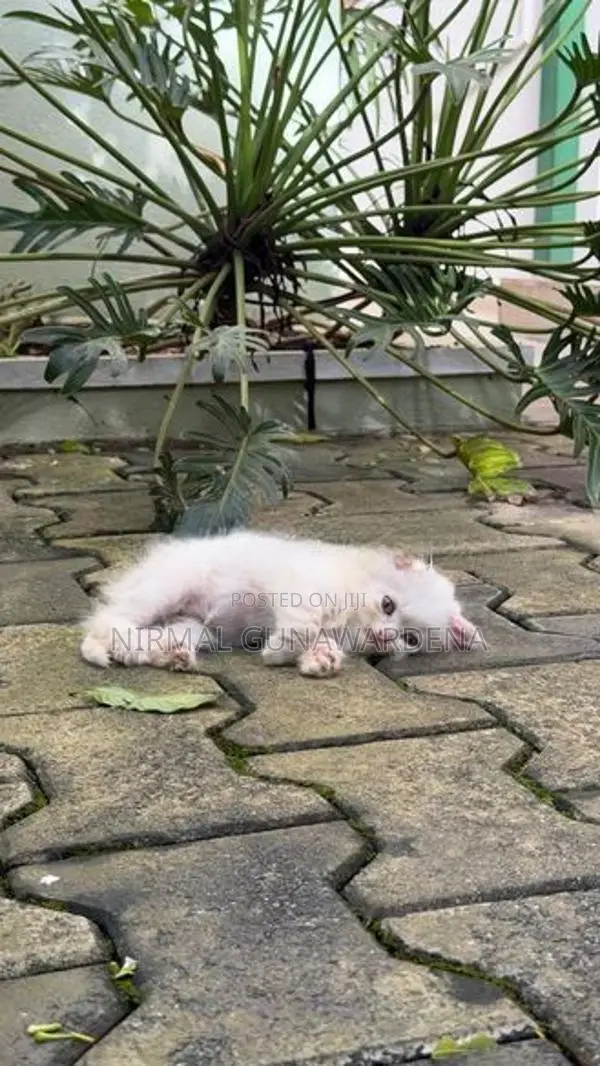 Persian Kitten
