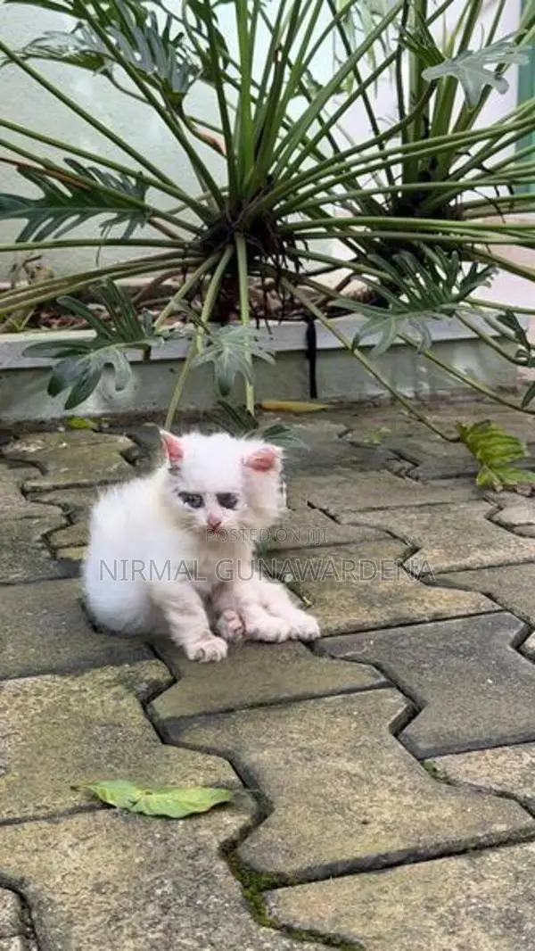 Persian Kitten